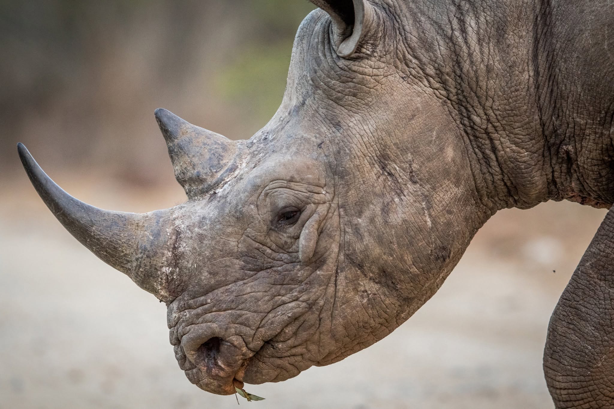 Black Rhinos Roam Matusadona Again After 30-Year Absence